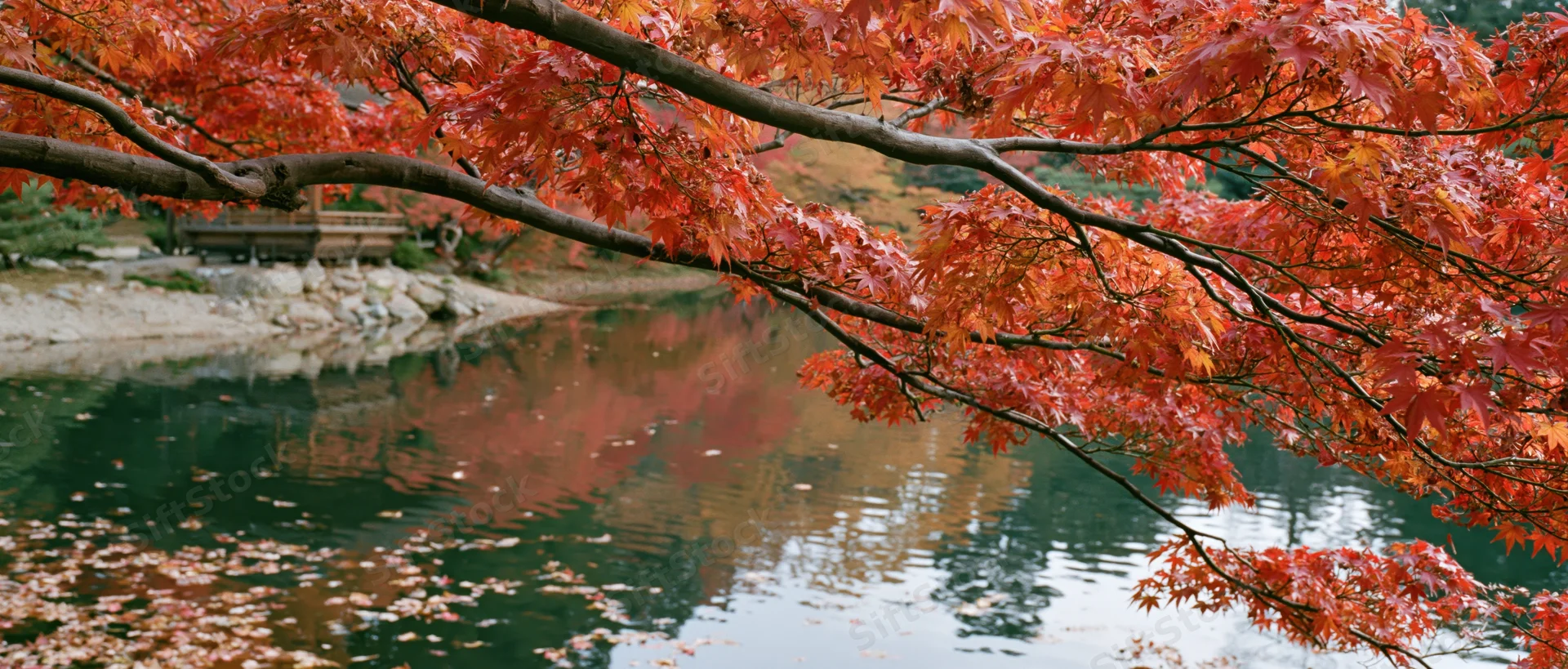 Red maple branches with autumn foliage overhanging a calm pond in a garden setting