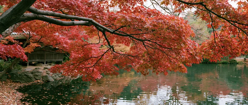 Red maple branches overhanging a calm pond in a traditional Japanese garden