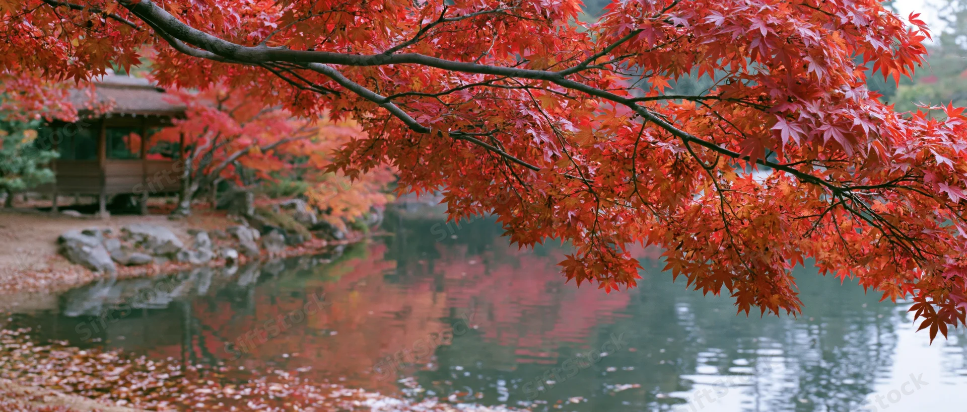 Red maple branches overhanging a calm pond in a traditional Japanese garden