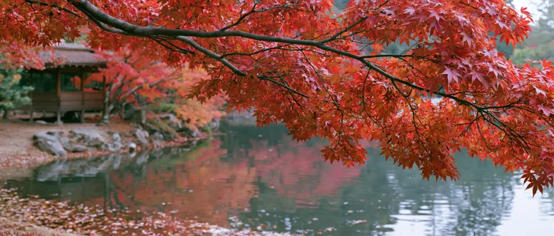 Red maple branches overhanging a calm pond in a traditional Japanese garden