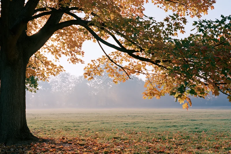 Large maple tree with autumn foliage arching over a misty field at sunrise
