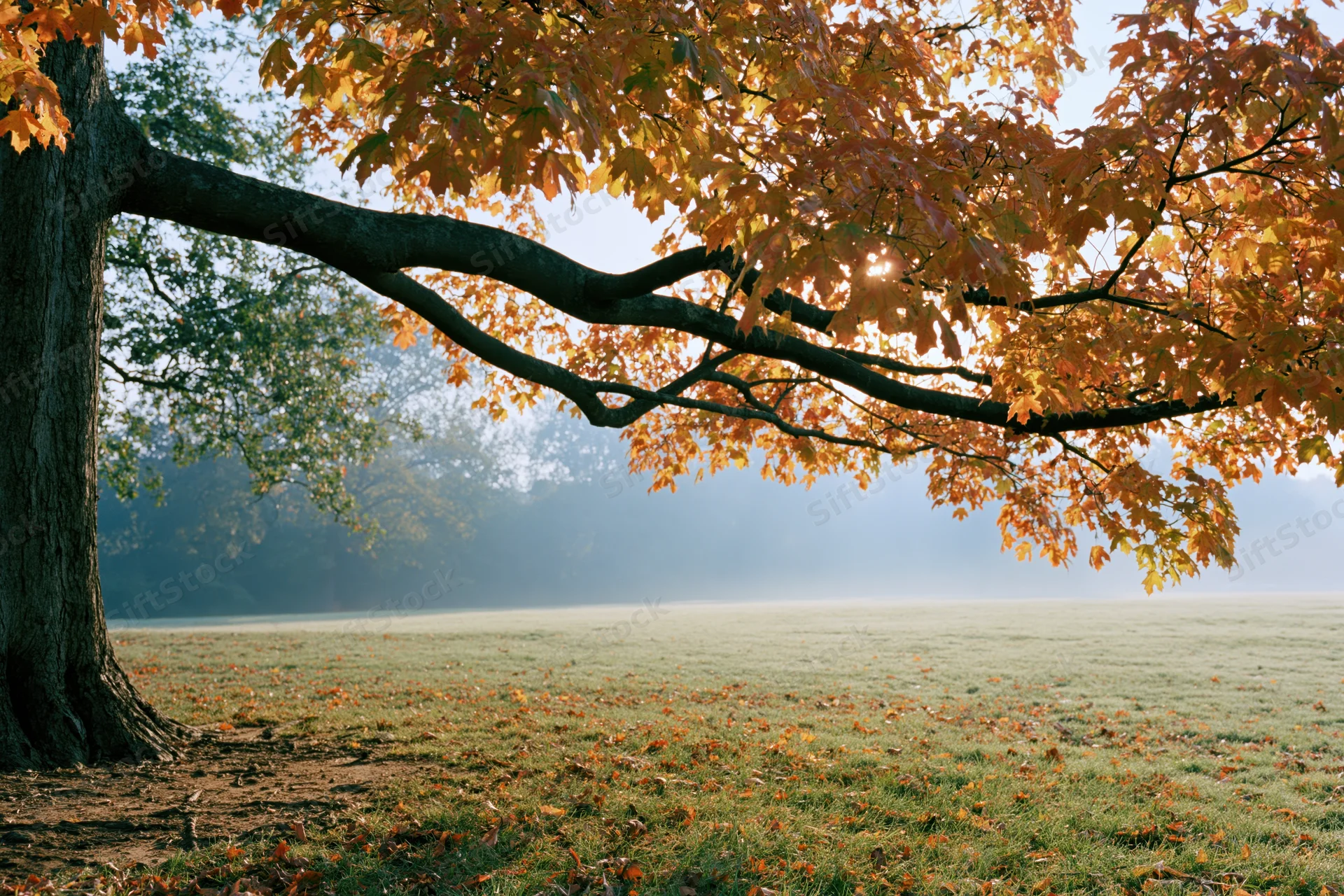 Large maple tree with autumn foliage arching over a misty field at sunrise