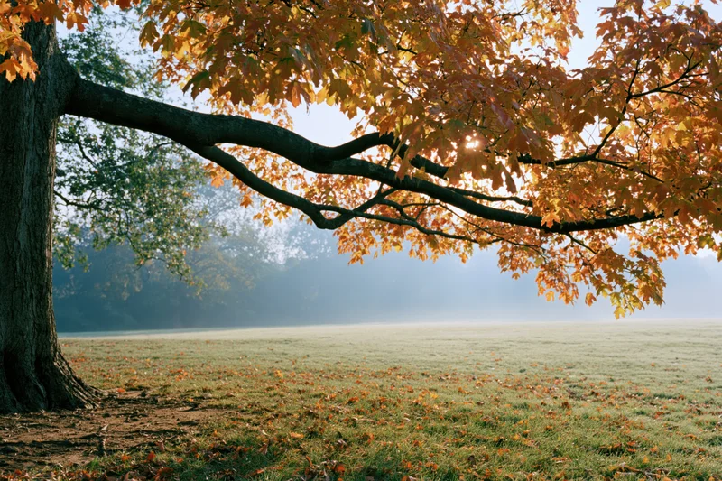 Large maple tree with autumn foliage arching over a misty field at sunrise