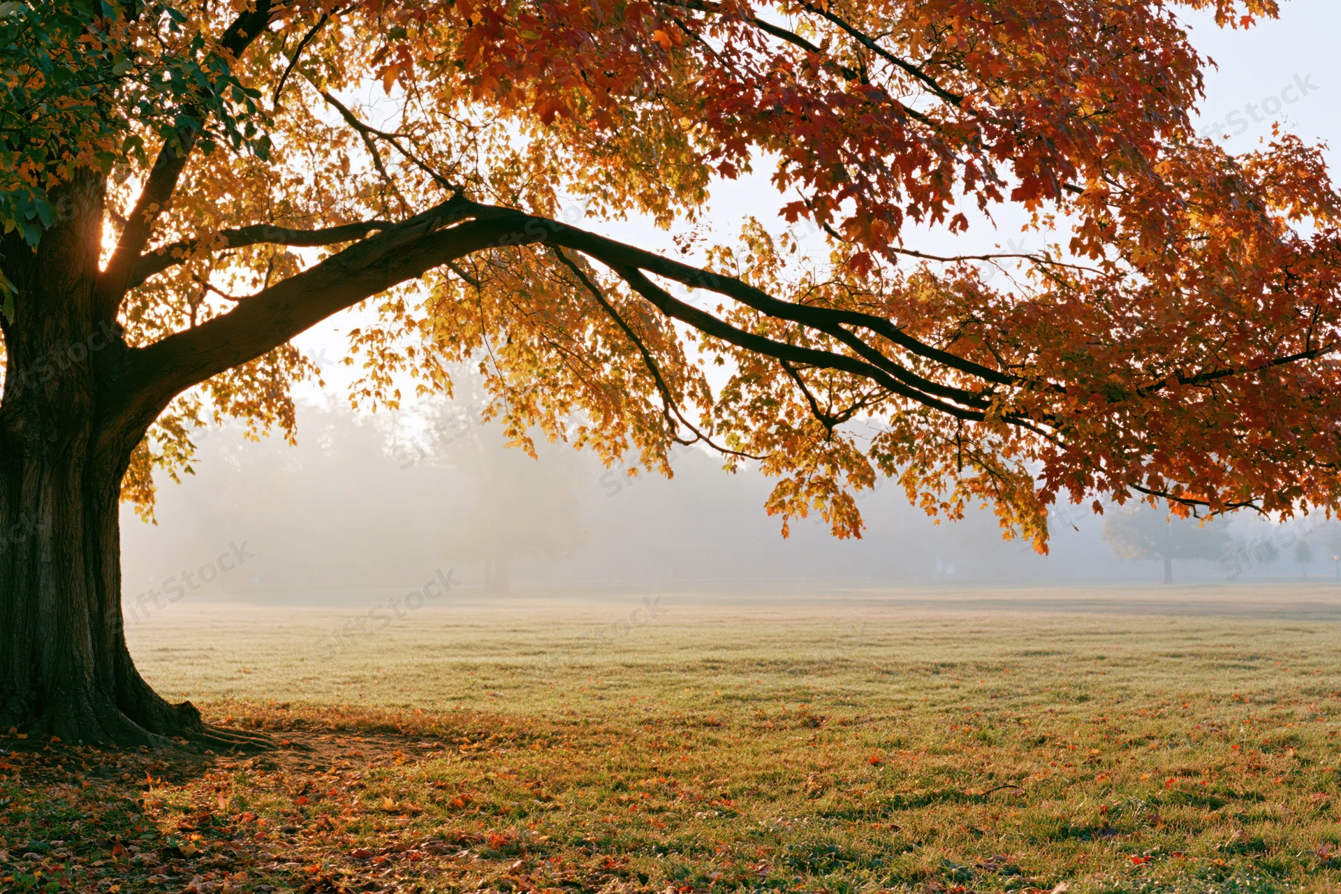 Large maple tree with autumn foliage arching over a misty grassy field at sunrise