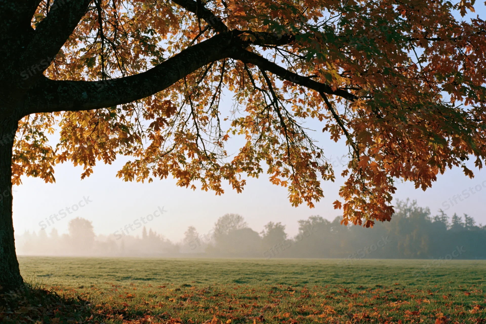 Maple tree with autumn foliage arching over a misty field at sunrise