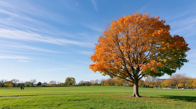 Large maple tree in full autumn color standing in a grassy park under a clear blue sky