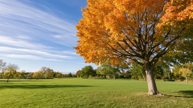 Large maple tree in full autumn color standing in a grassy park under a blue sky with wispy clouds