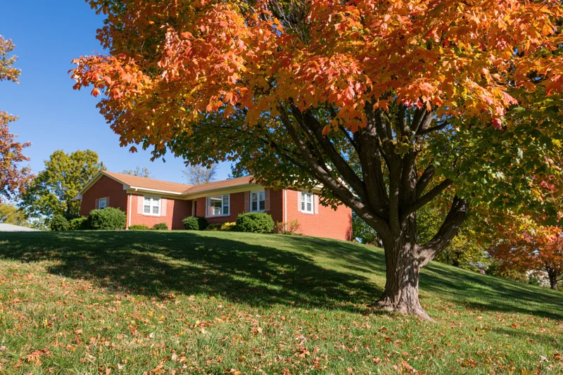 Large mature maple tree in peak autumn color on a suburban lawn in front of a brick house