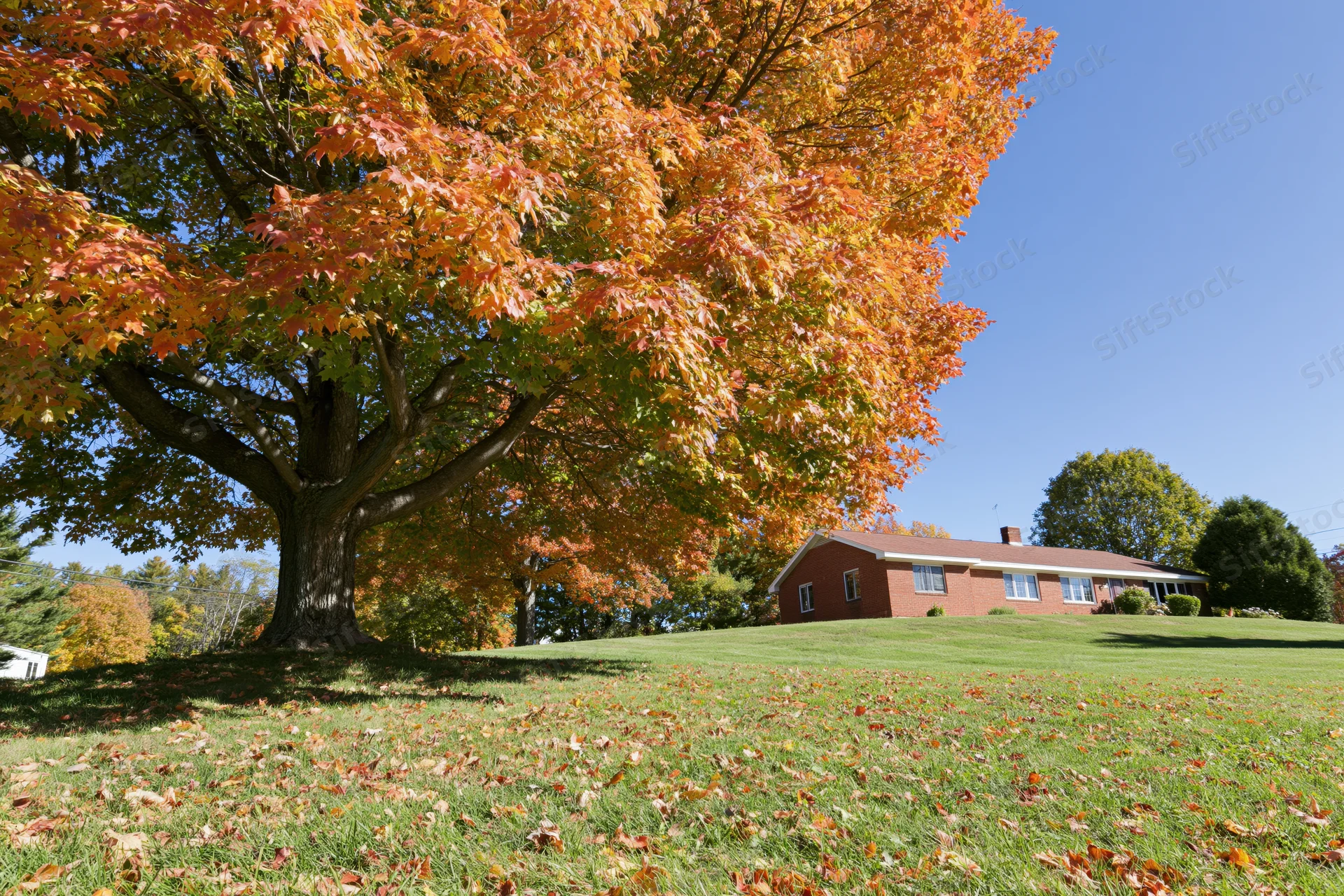 Large maple tree in peak autumn color stands in front yard with brick house in background