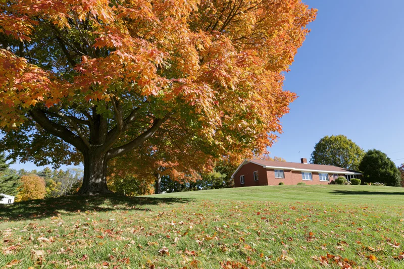 Large maple tree in peak autumn color stands in front yard with brick house in background