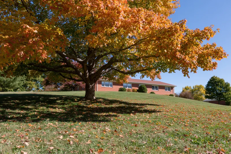 Large maple tree in peak autumn color casting shadow on grassy yard with brick house in background