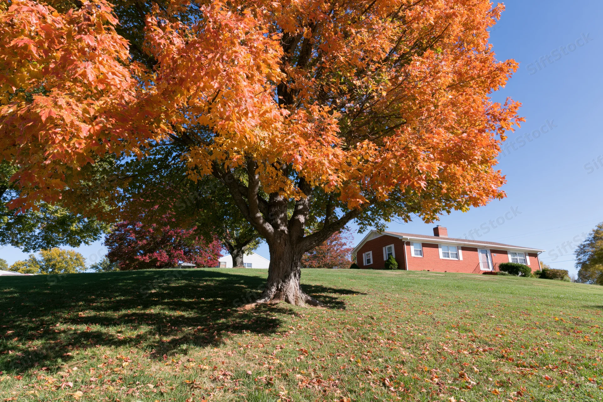 Large maple tree in peak autumn color casting shadow on lawn in front of suburban house
