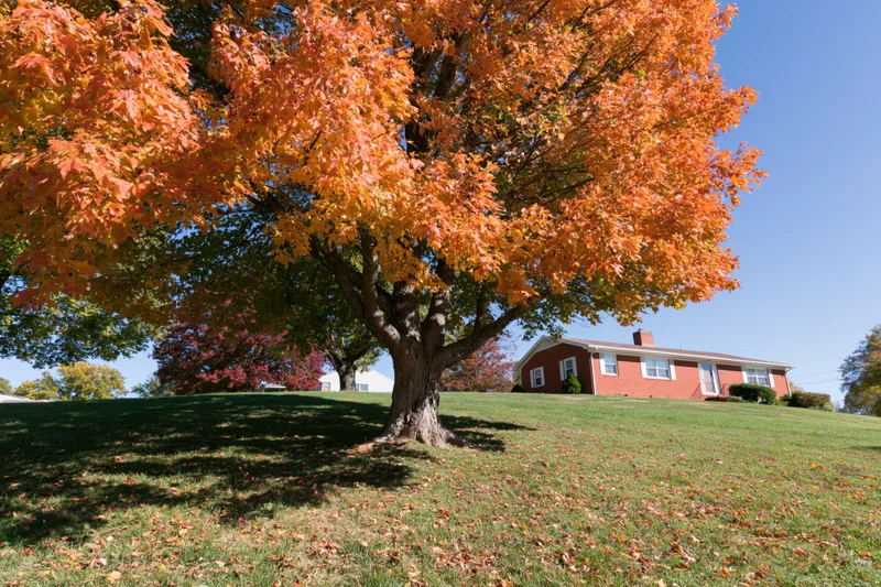 Large maple tree in peak autumn color casting shadow on lawn in front of suburban house