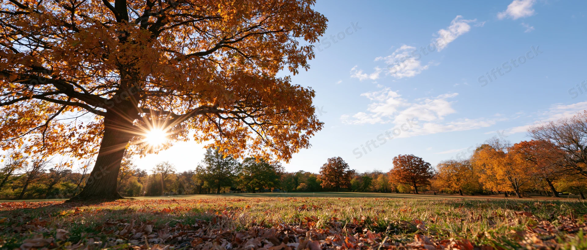 Large oak tree with golden autumn leaves in a park field at sunrise