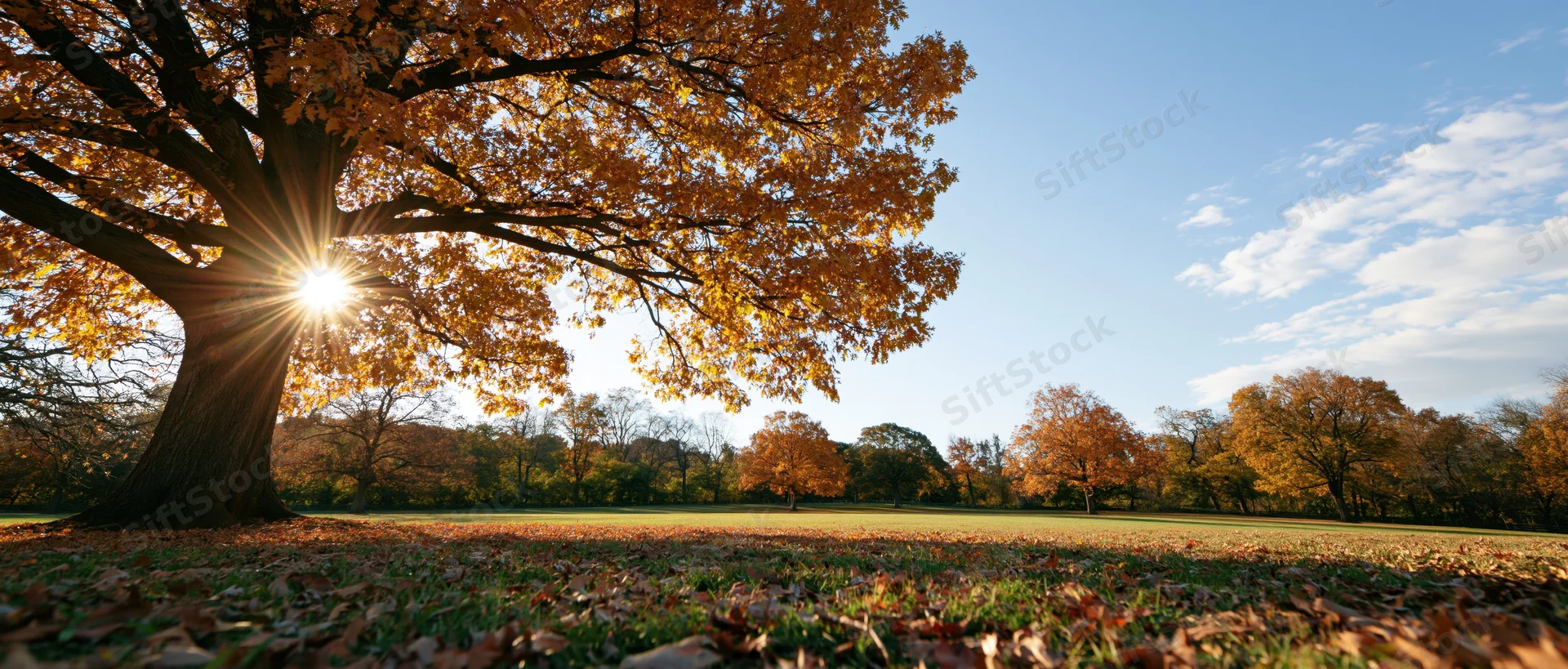 Large oak tree with golden autumn leaves in a park field under bright sunlight
