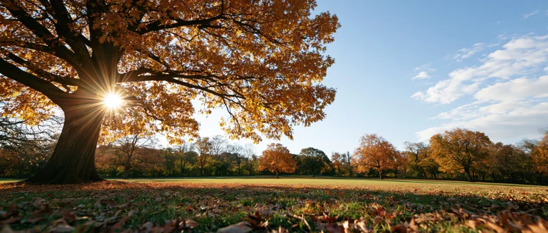 Large oak tree with golden autumn leaves in a park field under bright sunlight