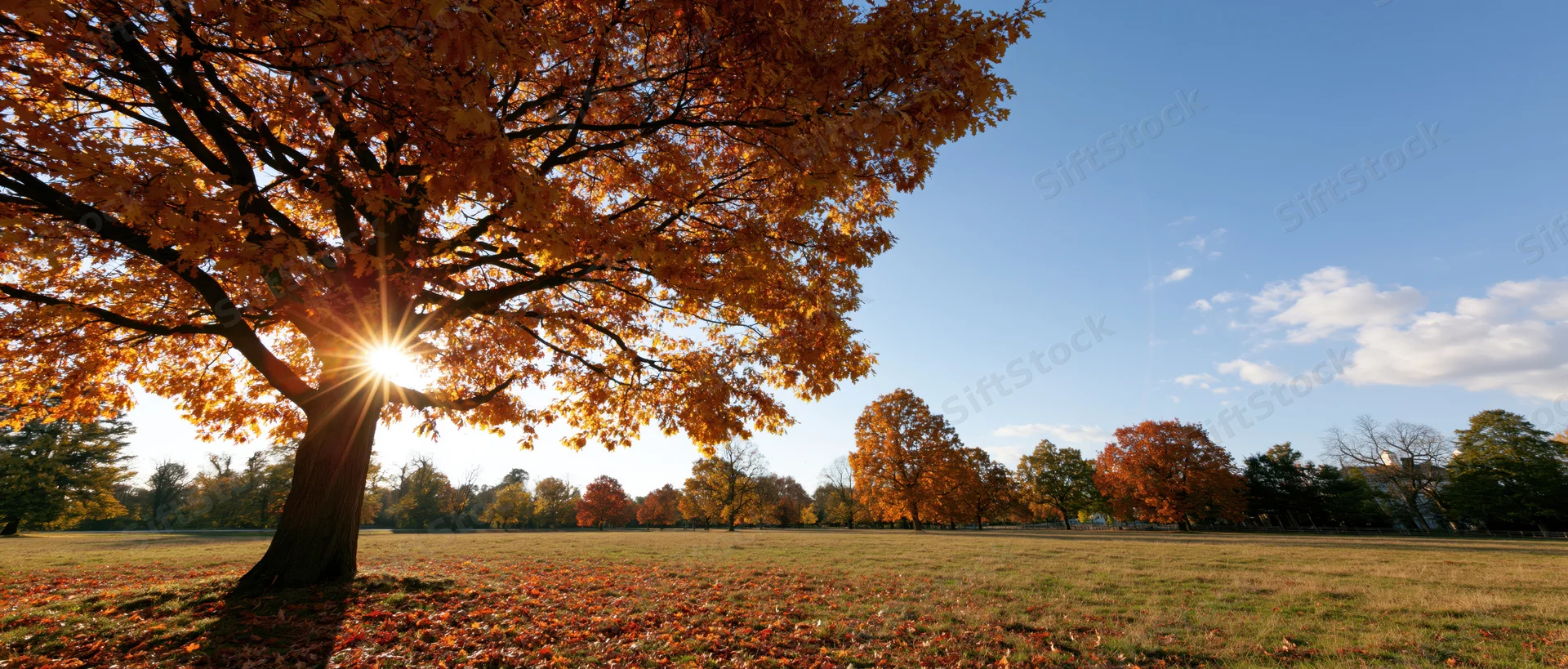 Large oak tree with golden autumn leaves in a sunlit park field