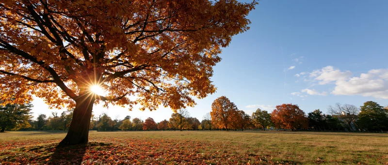 Large oak tree with golden autumn leaves in a sunlit park field