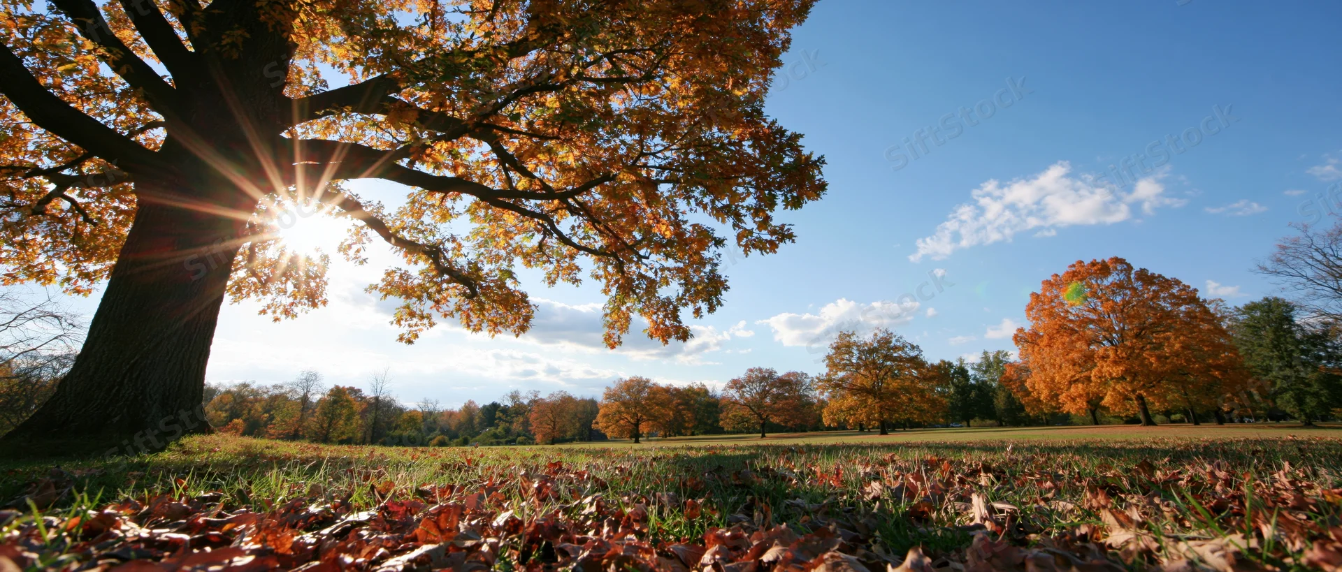 Large oak tree with autumn foliage in a sunlit park field