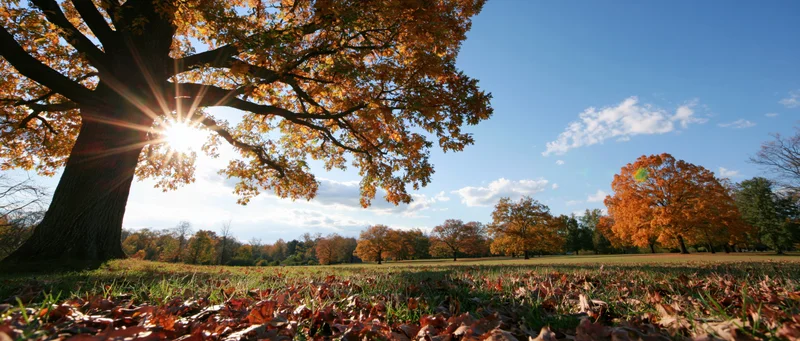 Large oak tree with autumn foliage in a sunlit park field