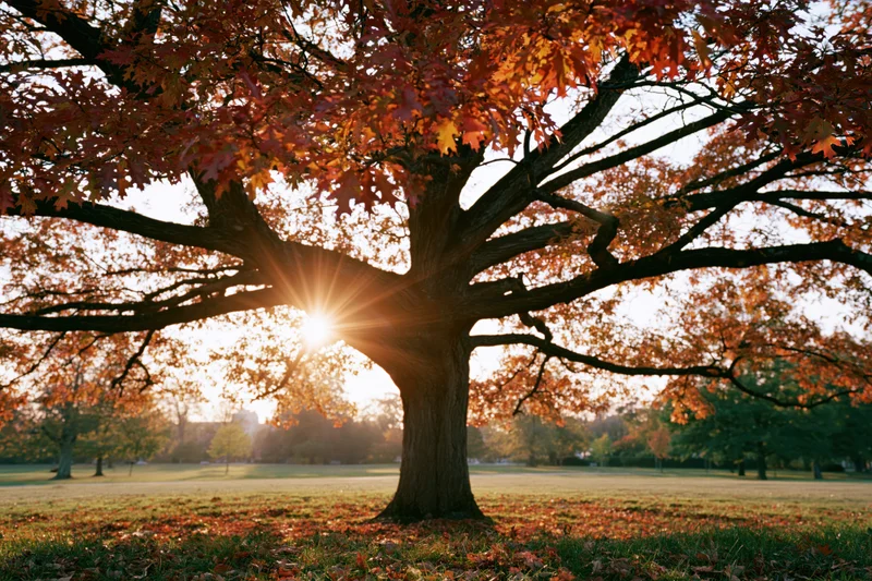 Large oak tree with autumn foliage backlit by sun in a park field