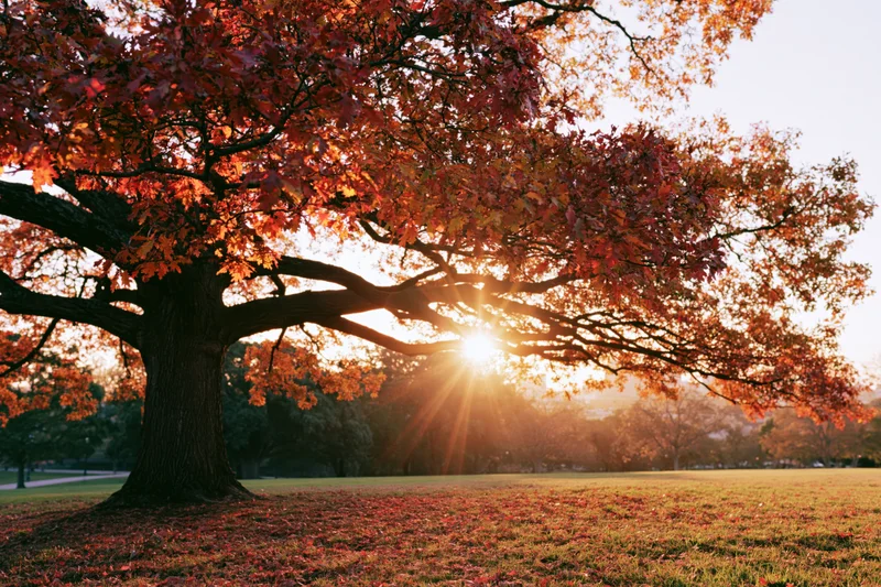 Large oak tree with vibrant autumn foliage backlit by setting sun in a grassy park