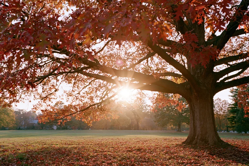 Large oak tree with vibrant red and orange autumn leaves backlit by sun in a park meadow