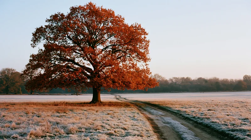 Large oak tree with orange-red autumn leaves standing in a frost-covered field beside a winding dirt path