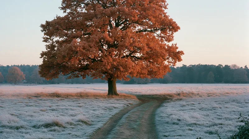 Large oak tree with orange-red autumn leaves stands in a frost-covered field beside a winding path at sunrise