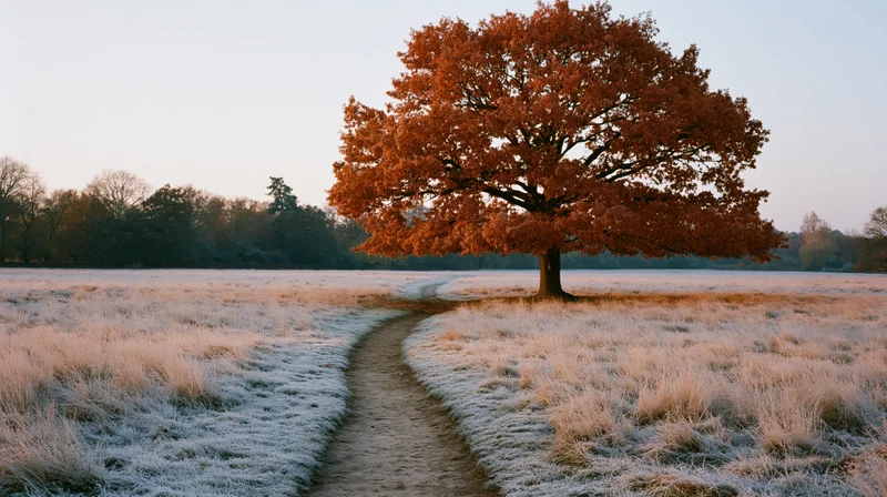 Large oak tree with orange-red autumn foliage stands beside a winding path through a frost-covered field at sunrise