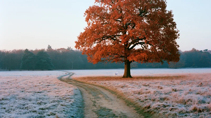Large oak tree with orange-red autumn leaves standing in a frost-covered field beside a winding dirt path