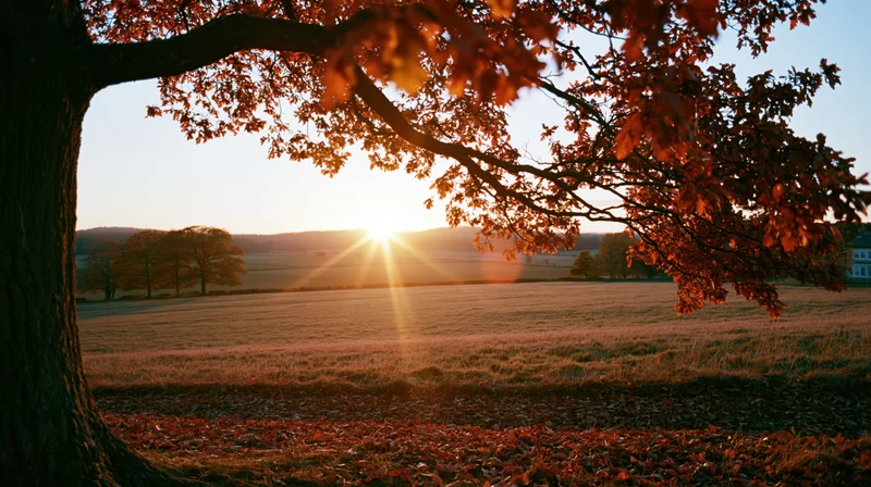 Oak tree with autumn foliage framing a sunset over a rural field