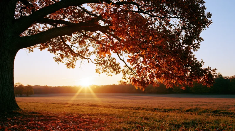 Large oak tree with fiery orange-red autumn leaves framing a sunset over a grassy field