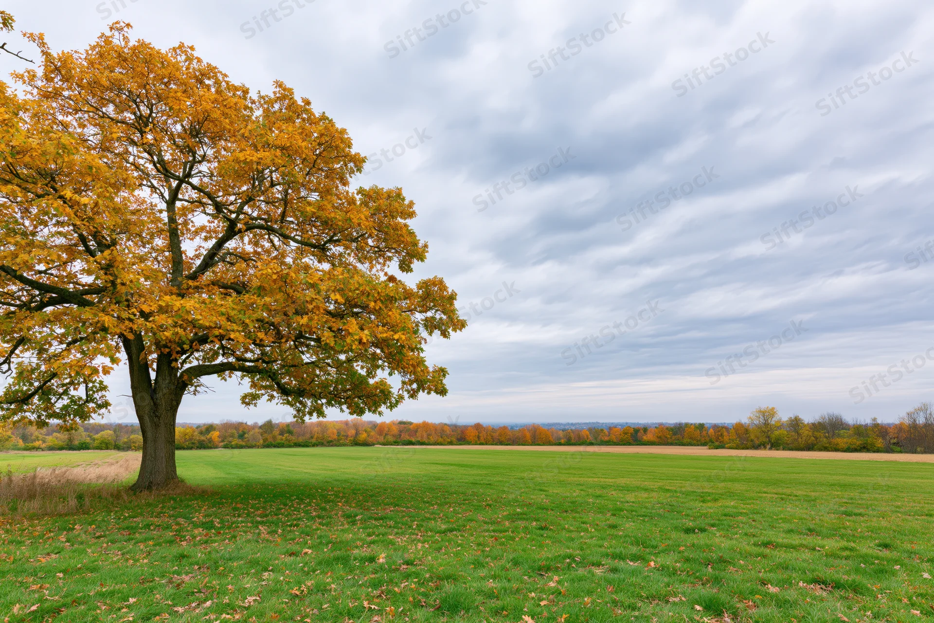 Large oak tree with golden-yellow autumn foliage standing in a green field under a cloudy sky