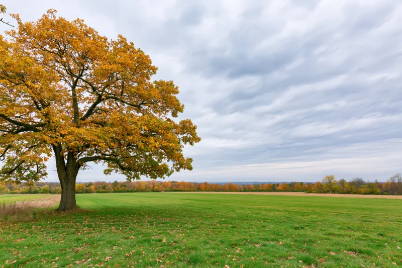 Large oak tree with golden-yellow autumn foliage standing in a green field under a cloudy sky