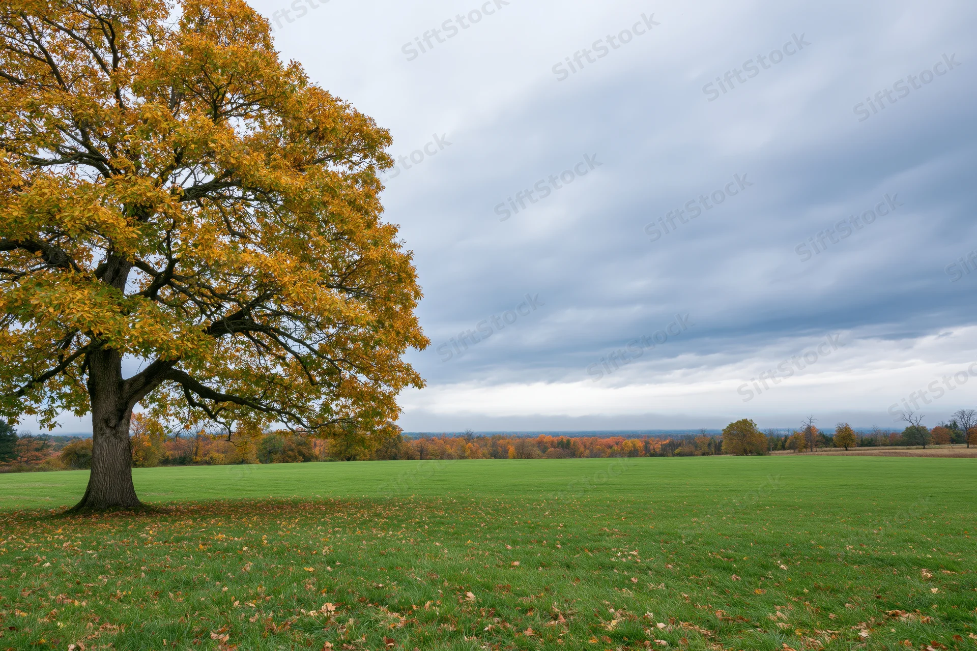 Large oak tree with golden-yellow autumn foliage standing in a green field under a cloudy sky