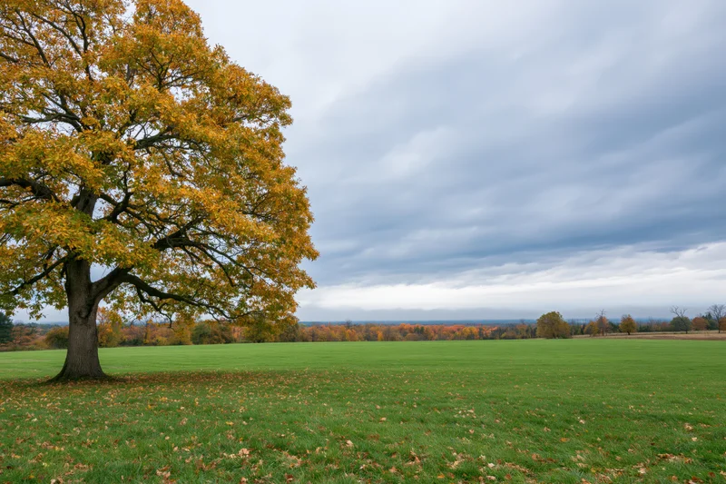 Large oak tree with golden-yellow autumn foliage standing in a green field under a cloudy sky