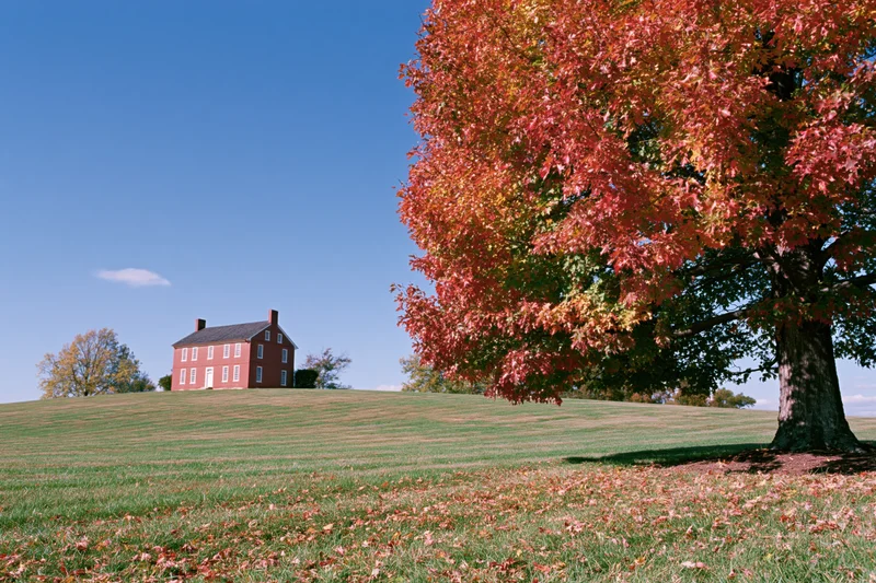 Large sugar maple tree in peak autumn color on a grassy field with a red brick farmhouse in the distance under a clear blue sky