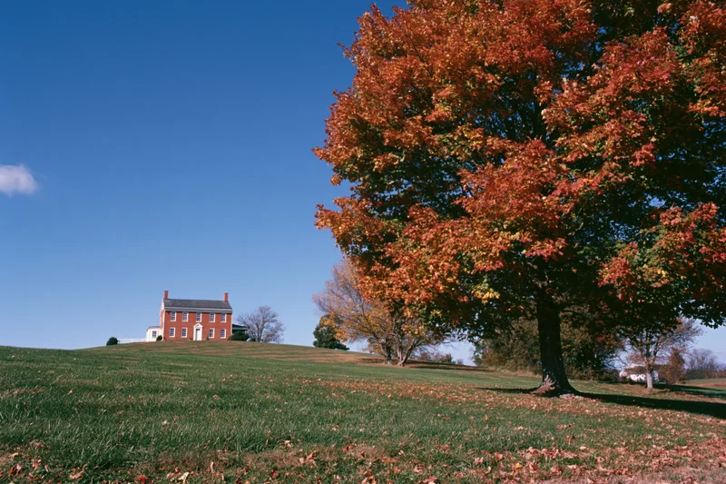 Large sugar maple tree in peak autumn color on a grassy hill with a colonial brick house in the distance