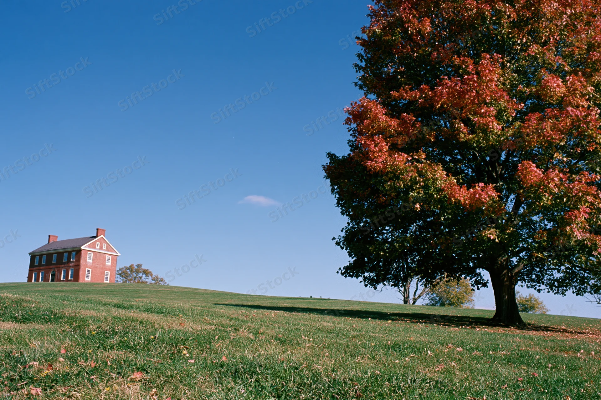 Large sugar maple tree in peak fall color on a grassy hill beside a brick farmhouse under a clear blue sky