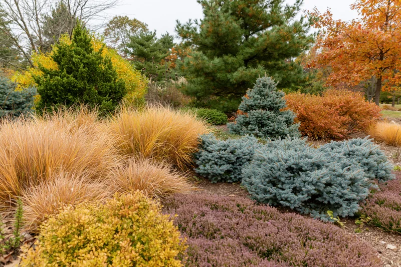 Layered autumn garden border with ornamental grasses, dwarf conifers and heather in natural outdoor setting