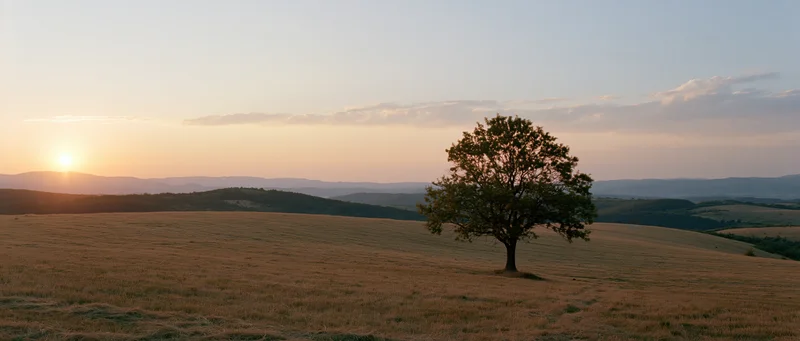 Lone deciduous tree standing on a sloping meadow at sunset