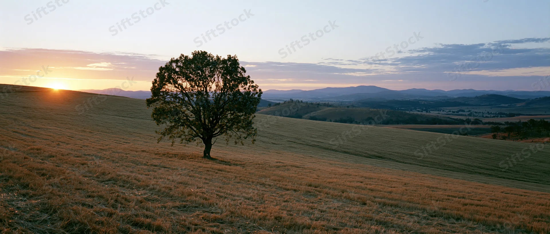 Lone tree on a sloping meadow at sunset with distant hills and valley in the background