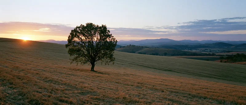 Lone tree on a sloping meadow at sunset with distant hills and valley in the background