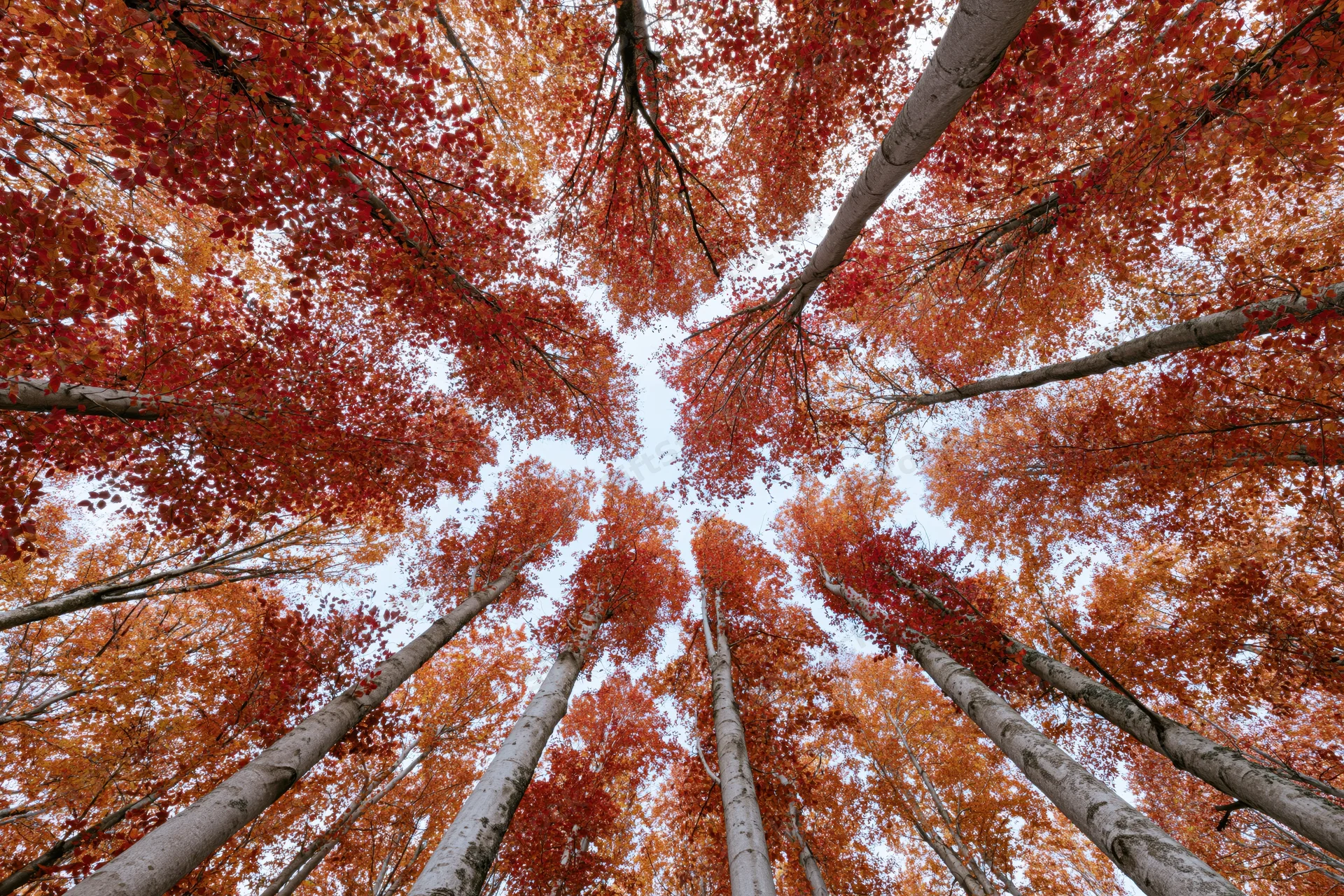 Upward view of tall aspen trees with red and orange autumn foliage forming a canopy against the sky from the forest floor