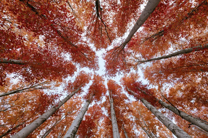 Upward view of tall aspen trees with red and orange autumn foliage forming a canopy against the sky from the forest floor
