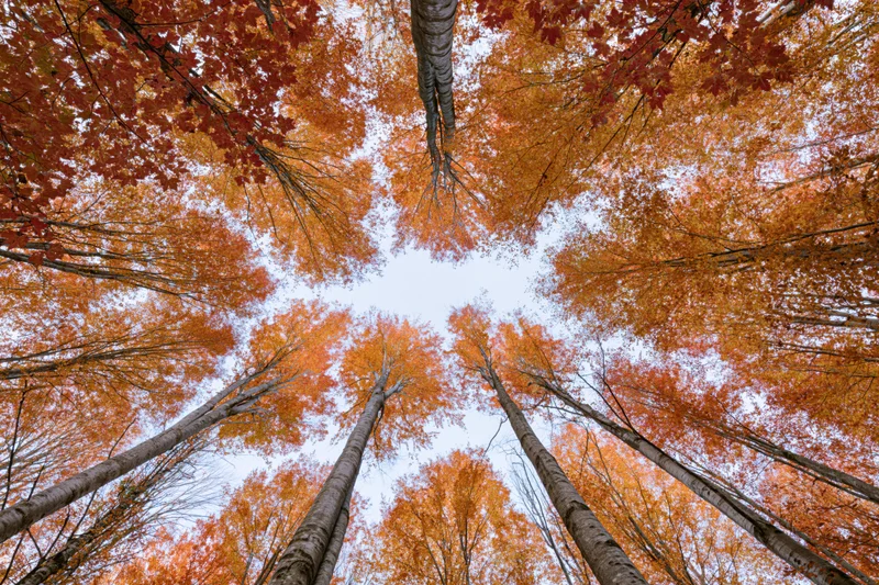 Upward view through autumn forest canopy showing orange and red leaves against sky