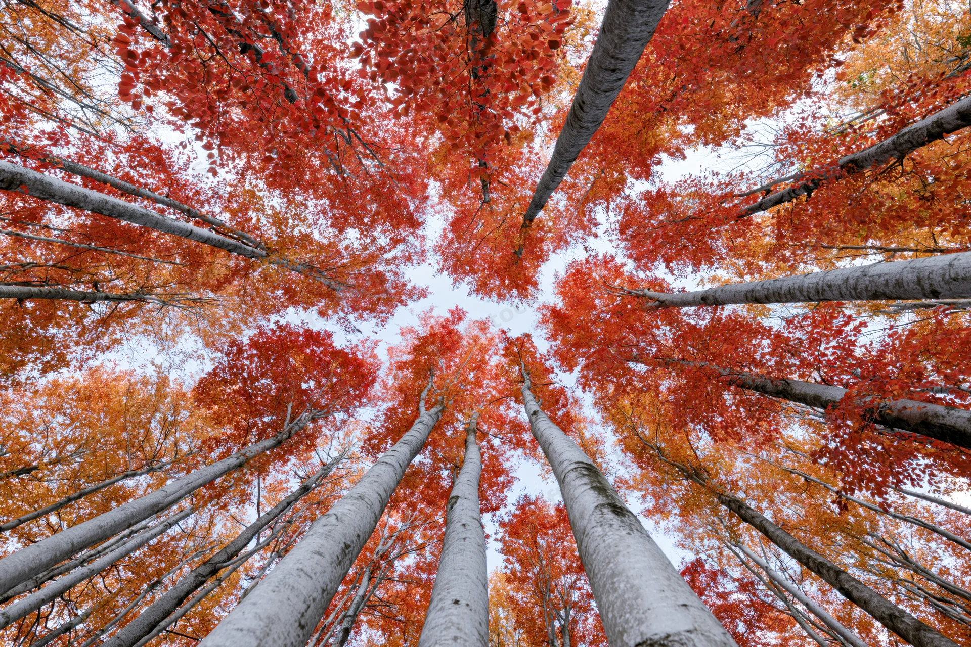 Upward view through red and orange autumn foliage in a birch forest canopy