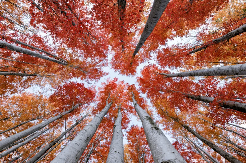 Upward view through red and orange autumn foliage in a birch forest canopy