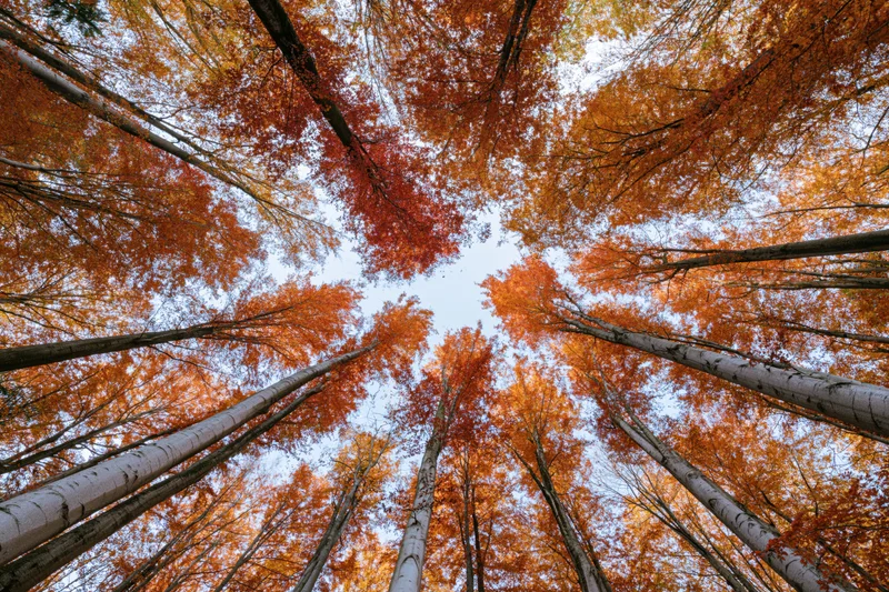 Upward view through autumn birch trees in a dense forest canopy